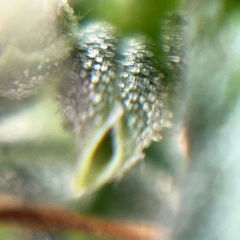 Genética desconhecida growlog timeline photo
