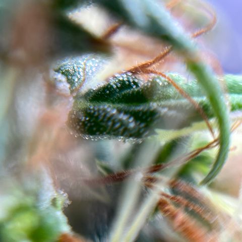 Genética desconhecida growlog timeline photo