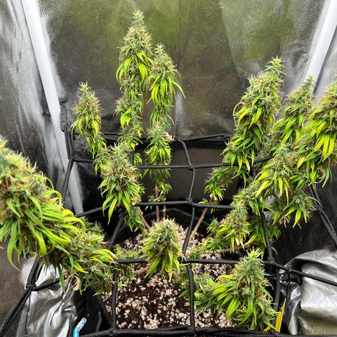 Genética desconhecida growlog timeline photo