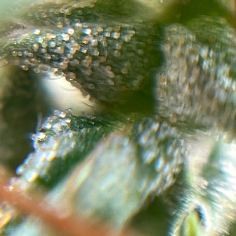 Genética desconhecida growlog timeline photo