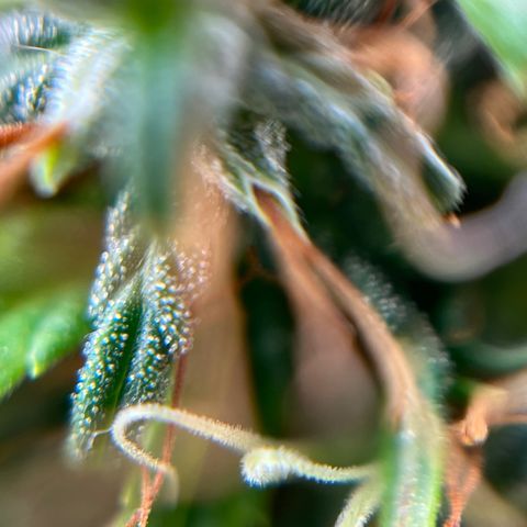 Genética desconhecida growlog timeline photo