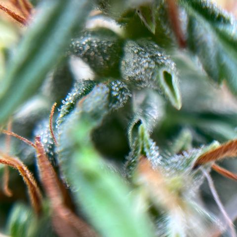 Genética desconhecida growlog timeline photo