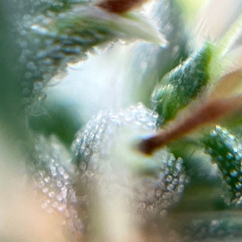 Genética desconhecida growlog timeline photo