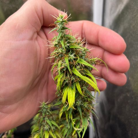 Genética desconhecida growlog timeline photo
