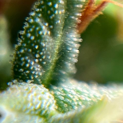 Genética desconhecida growlog timeline photo