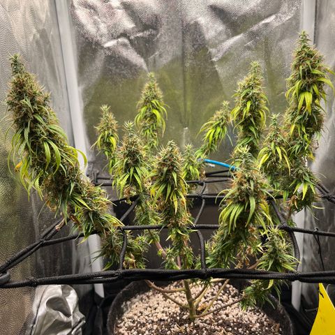 Genética desconhecida growlog timeline photo