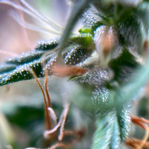 Genética desconhecida growlog timeline photo