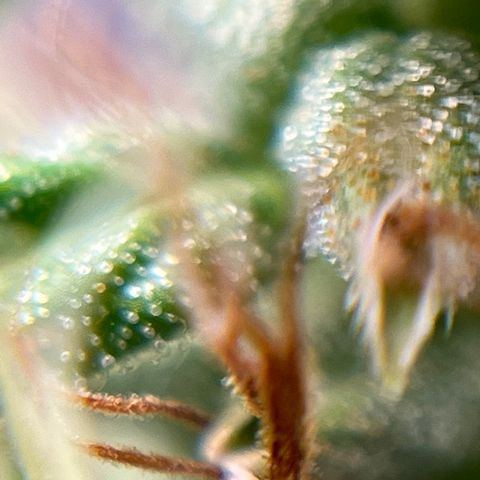 Genética desconhecida growlog timeline photo