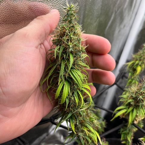 Genética desconhecida growlog timeline photo