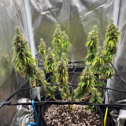 Genética desconhecida growlog timeline photo