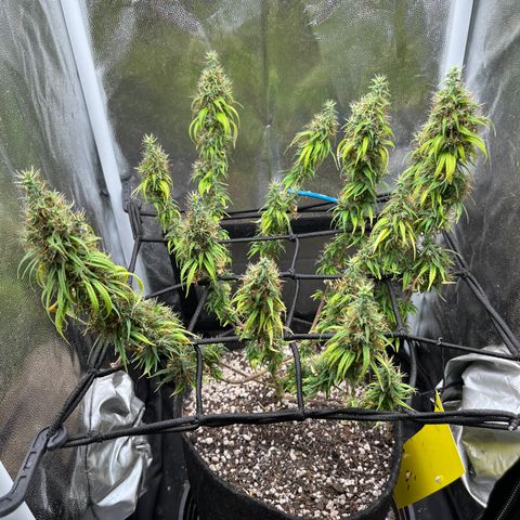 Genética desconhecida growlog timeline photo
