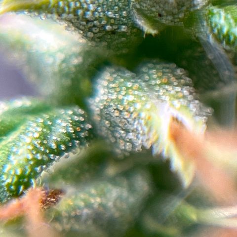 Genética desconhecida growlog timeline photo
