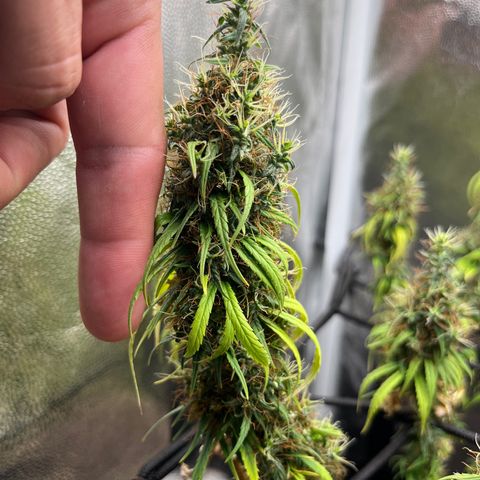 Genética desconhecida growlog timeline photo