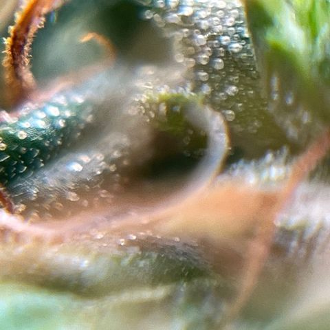 Genética desconhecida growlog timeline photo