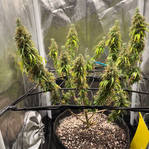 Genética desconhecida growlog timeline photo