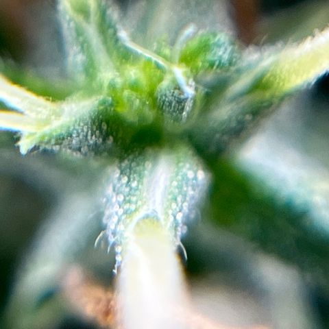 Genética desconhecida growlog timeline photo