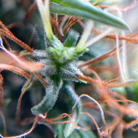 Genética desconhecida growlog timeline photo