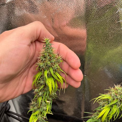 Genética desconhecida growlog timeline photo