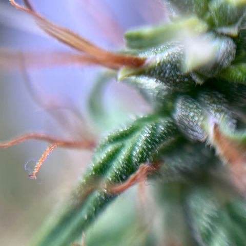 Genética desconhecida growlog timeline photo