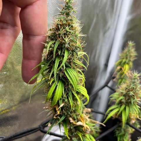 Genética desconhecida growlog timeline photo