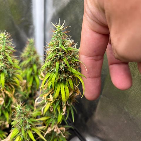 Genética desconhecida growlog timeline photo