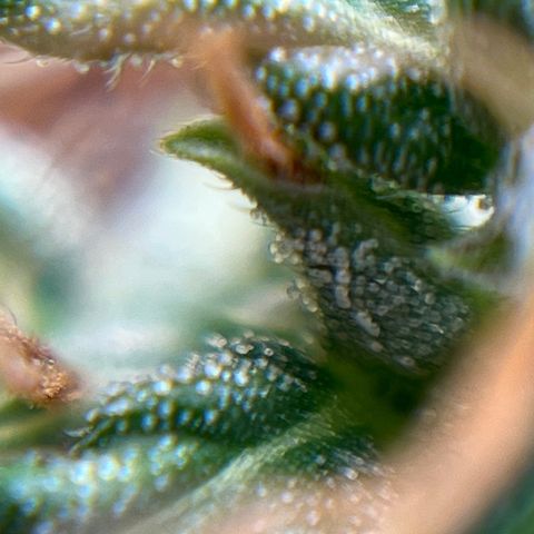 Genética desconhecida growlog timeline photo