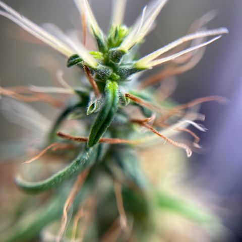 Genética desconhecida growlog timeline photo