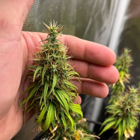 Genética desconhecida growlog timeline photo