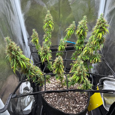 Genética desconhecida growlog timeline photo