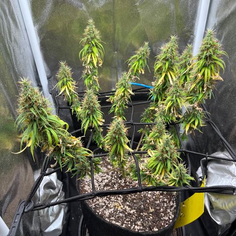 Genética desconhecida growlog timeline photo