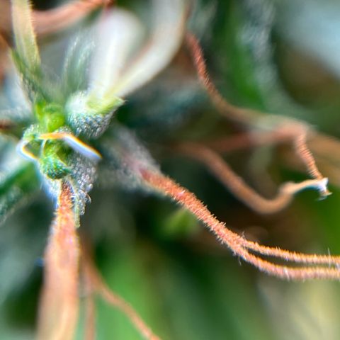 Genética desconhecida growlog timeline photo