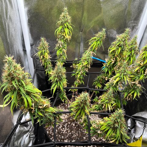 Genética desconhecida growlog timeline photo