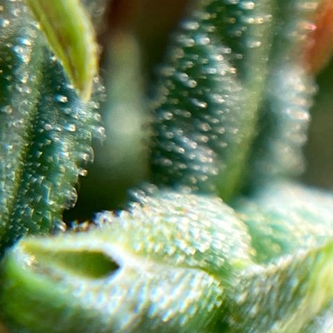 Genética desconhecida growlog timeline photo