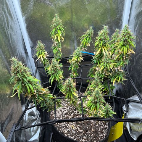 Genética desconhecida growlog timeline photo