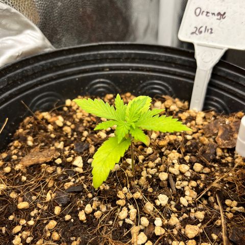Auto Critical Orange Punch growlog timeline photo