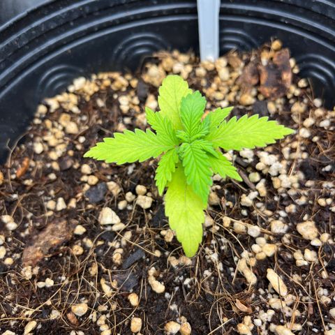 Auto Critical Orange Punch growlog timeline photo