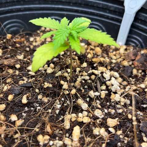 Auto Critical Orange Punch growlog timeline photo
