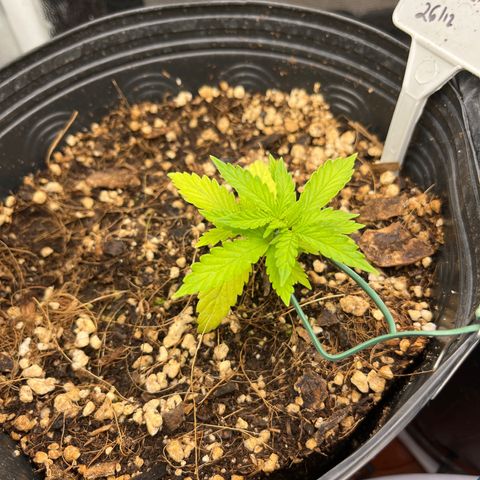 Auto Critical Orange Punch growlog timeline photo