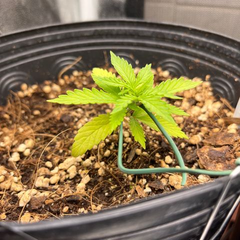 Auto Critical Orange Punch growlog timeline photo