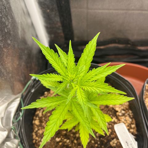 Auto Critical Orange Punch growlog timeline photo