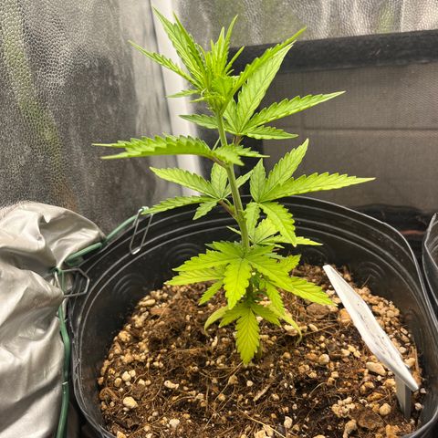 Auto Critical Orange Punch growlog timeline photo