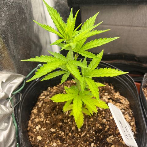 Auto Critical Orange Punch growlog timeline photo