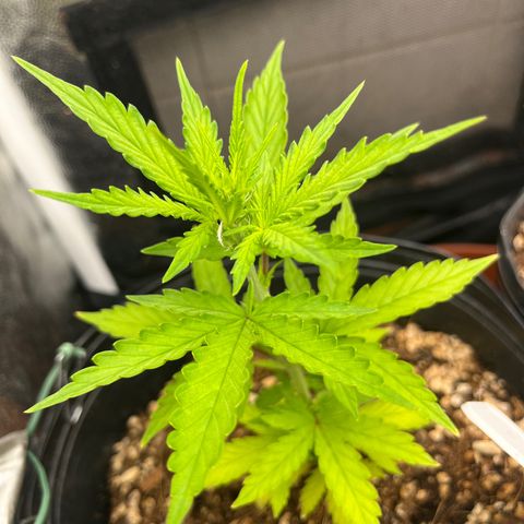 Auto Critical Orange Punch growlog timeline photo