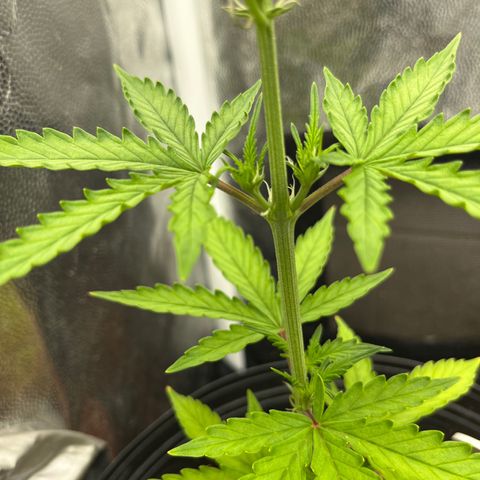 Auto Critical Orange Punch growlog timeline photo