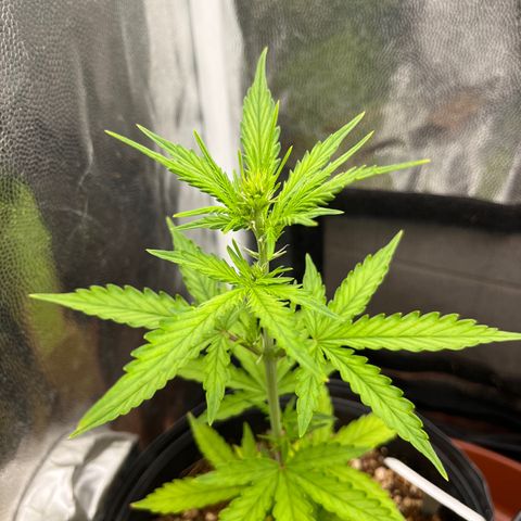 Auto Critical Orange Punch growlog timeline photo