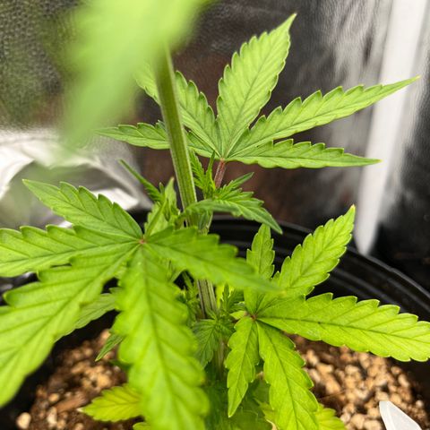 Auto Critical Orange Punch growlog timeline photo