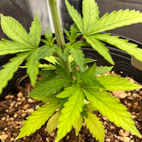 Auto Critical Orange Punch growlog timeline photo