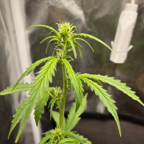 Auto Critical Orange Punch growlog timeline photo