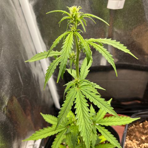 Auto Critical Orange Punch growlog timeline photo