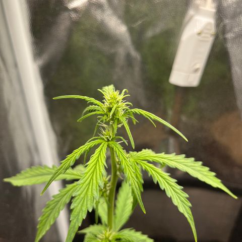 Auto Critical Orange Punch growlog timeline photo